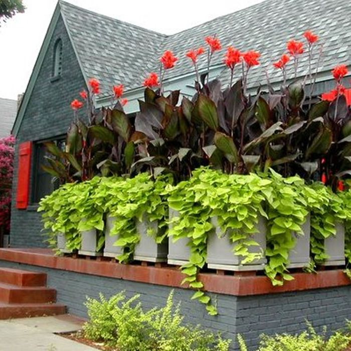 Red King Humbert Canna Bulbs Perennial Growing Bonsai Roots Rhizomes Corms Tubers Potted Planting Reblooming Fragrant Garden Species Blooms Flower Seeds Plant Gardening