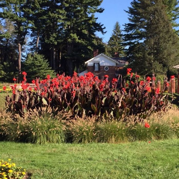 Red King Humbert Canna Bulbs Perennial Growing Bonsai Roots Rhizomes Corms Tubers Potted Planting Reblooming Fragrant Garden Species Blooms Flower Seeds Plant Gardening