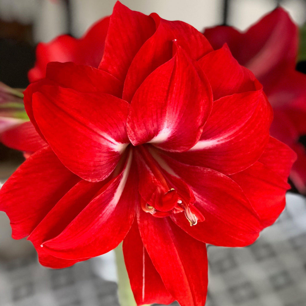 Red Peacock Amaryllis Hippeastrum Blooms Species Growing Bonsai Bulbs Roots Rhizomes Corms Tubers Potted Planting Reblooming Fragrant Garden Flower Seeds Plant  Size 12-16cm