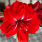 Red Peacock Amaryllis Hippeastrum Blooms Species Growing Bonsai Bulbs Roots Rhizomes Corms Tubers Potted Planting Reblooming Fragrant Garden Flower Seeds Plant  Size 12-16cm