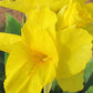 Richard Wallace Canna Bulbs Perennial Growing Bonsai Roots Rhizomes Corms Tubers Potted Planting Reblooming Fragrant Garden Species Blooms Flower Seeds Plant Gardening