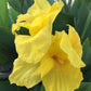Richard Wallace Canna Bulbs Perennial Growing Bonsai Roots Rhizomes Corms Tubers Potted Planting Reblooming Fragrant Garden Species Blooms Flower Seeds Plant Gardening