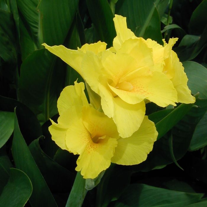 Richard Wallace Canna Bulbs Perennial Growing Bonsai Roots Rhizomes Corms Tubers Potted Planting Reblooming Fragrant Garden Species Blooms Flower Seeds Plant Gardening