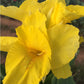 Richard Wallace Canna Bulbs Perennial Growing Bonsai Roots Rhizomes Corms Tubers Potted Planting Reblooming Fragrant Garden Species Blooms Flower Seeds Plant Gardening