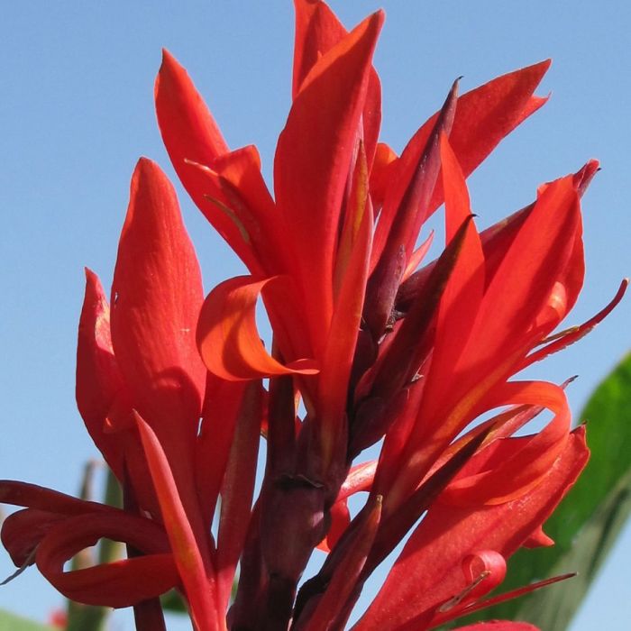 Robert Kemp Canna Bulbs Perennial Growing Bonsai Roots Rhizomes Corms Tubers Potted Planting Reblooming Fragrant Garden Species Blooms Flower Seeds Plant Gardening