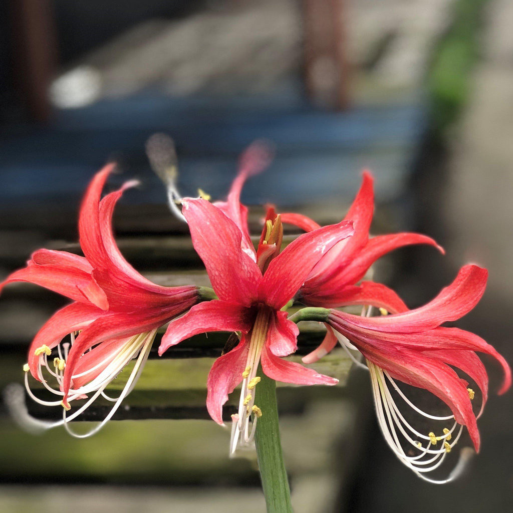 Rosado Amaryllis Hippeastrum Blooms Species Growing Bonsai Bulbs Roots Rhizomes Corms Tubers Potted Planting Reblooming Fragrant Garden Flower Seeds Plant  Size 12-16cm