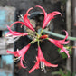 Rosado Amaryllis Hippeastrum Blooms Species Growing Bonsai Bulbs Roots Rhizomes Corms Tubers Potted Planting Reblooming Fragrant Garden Flower Seeds Plant  Size 12-16cm