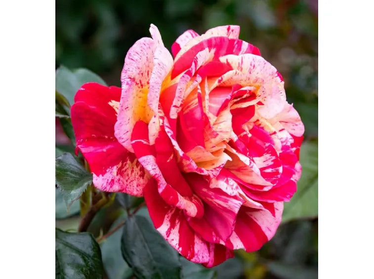 Rainbow Rose Seedlings Flower Seeds Perennial Growing Bonsai Corms Tubers Potted Planting Reblooming Fragrant Garden Roots Rhizomes Species Blooms Plant Bulbs Gardening Tree