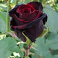 Black Rose Seedlings Flower Seeds Perennial Growing Bonsai Corms Tubers Potted Planting Reblooming Fragrant Garden Roots Rhizomes Species Blooms Plant Bulbs Gardening Tree