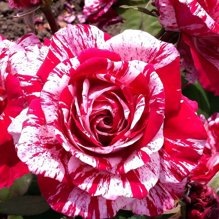 Arrow Folies Rose Seedlings Flower Seeds Perennial Growing Bonsai Corms Tubers Potted Planting Reblooming Fragrant Garden Roots Rhizomes Species Blooms Plant Bulbs Gardening Tree