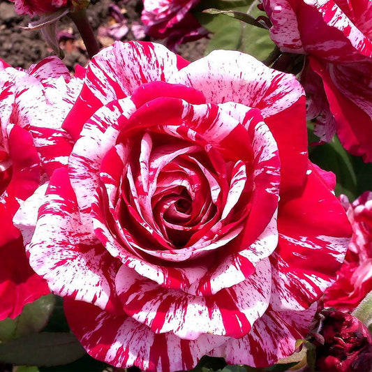 Arrow Folies Rose Seedlings Flower Seeds Perennial Growing Bonsai Corms Tubers Potted Planting Reblooming Fragrant Garden Roots Rhizomes Species Blooms Plant Bulbs Gardening Tree