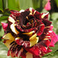 Rainbow Rose Seedlings Flower Seeds Perennial Growing Bonsai Corms Tubers Potted Planting Reblooming Fragrant Garden Roots Rhizomes Species Blooms Plant Bulbs Gardening Tree
