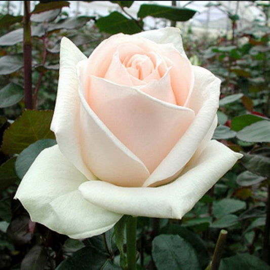 Clare Ocean Rose Seedlings Flower Seeds Perennial Growing Bonsai Corms Tubers Potted Planting Reblooming Fragrant Garden Roots Rhizomes Species Blooms Plant Bulbs Gardening Tree