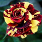Red and Yellow Rose Seedlings Flower Seeds Perennial Growing Bonsai Corms Tubers Potted Planting Reblooming Fragrant Garden Roots Rhizomes Species Blooms Plant Bulbs Gardening Tree