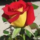 Yellow and Red Rose Seedlings Flower Seeds Perennial Growing Bonsai Corms Tubers Potted Planting Reblooming Fragrant Garden Roots Rhizomes Species Blooms Plant Bulbs Gardening Tree