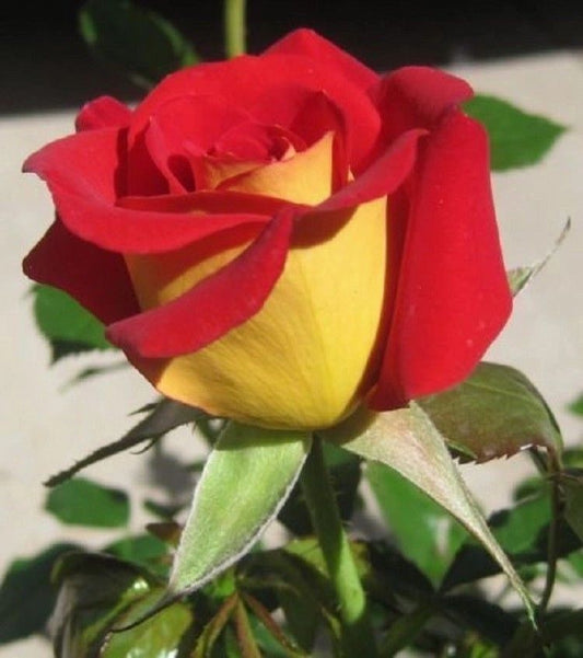 Yellow and Red Rose Seedlings Flower Seeds Perennial Growing Bonsai Corms Tubers Potted Planting Reblooming Fragrant Garden Roots Rhizomes Species Blooms Plant Bulbs Gardening Tree