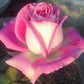 White and Pink Rose Plant Seedlings Flower Seeds Perennial Growing Bonsai Corms Tubers Potted Planting Reblooming Fragrant Garden Roots Rhizomes Species Blooms Bulbs Gardening Tree