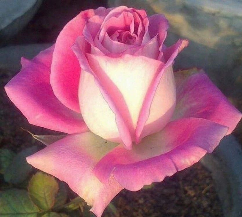 White and Pink Rose Plant Seedlings Flower Seeds Perennial Growing Bonsai Corms Tubers Potted Planting Reblooming Fragrant Garden Roots Rhizomes Species Blooms Bulbs Gardening Tree