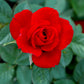 Ruby Red Rose Seedlings Flower Seeds Perennial Growing Bonsai Corms Tubers Potted Planting Reblooming Fragrant Garden Roots Rhizomes Species Blooms Plant Bulbs Gardening Tree
