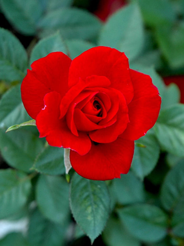 Ruby Red Rose Seedlings Flower Seeds Perennial Growing Bonsai Corms Tubers Potted Planting Reblooming Fragrant Garden Roots Rhizomes Species Blooms Plant Bulbs Gardening Tree