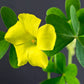 Stricta Yellow Oxalis Bulbs Wood Sorrel Shamrock Perennial Growing Bonsai Roots Rhizomes Corms Tubers Potted Planting Reblooming Fragrant Garden Species Blooms Flower Seeds Plant Gardening