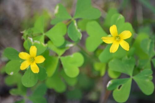 Stricta Yellow Oxalis Bulbs Wood Sorrel Shamrock Perennial Growing Bonsai Roots Rhizomes Corms Tubers Potted Planting Reblooming Fragrant Garden Species Blooms Flower Seeds Plant Gardening
