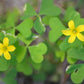 Stricta Yellow Oxalis Bulbs Wood Sorrel Shamrock Perennial Growing Bonsai Roots Rhizomes Corms Tubers Potted Planting Reblooming Fragrant Garden Species Blooms Flower Seeds Plant Gardening