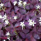 Versicolor Oxalis Bulbs Wood Sorrel Shamrock Perennial Growing Bonsai Roots Rhizomes Corms Tubers Potted Planting Reblooming Fragrant Garden Species Blooms Flower Seeds Plant Gardening
