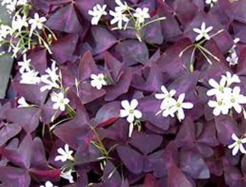 Versicolor Oxalis Bulbs Wood Sorrel Shamrock Perennial Growing Bonsai Roots Rhizomes Corms Tubers Potted Planting Reblooming Fragrant Garden Species Blooms Flower Seeds Plant Gardening