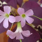 Versicolor Oxalis Bulbs Wood Sorrel Shamrock Perennial Growing Bonsai Roots Rhizomes Corms Tubers Potted Planting Reblooming Fragrant Garden Species Blooms Flower Seeds Plant Gardening