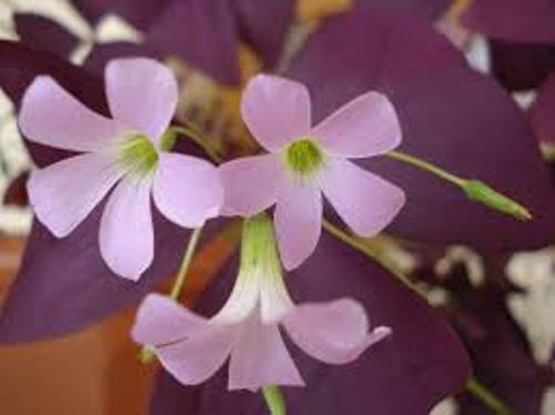 Versicolor Oxalis Bulbs Wood Sorrel Shamrock Perennial Growing Bonsai Roots Rhizomes Corms Tubers Potted Planting Reblooming Fragrant Garden Species Blooms Flower Seeds Plant Gardening
