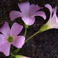 Versicolor Oxalis Bulbs Wood Sorrel Shamrock Perennial Growing Bonsai Roots Rhizomes Corms Tubers Potted Planting Reblooming Fragrant Garden Species Blooms Flower Seeds Plant Gardening