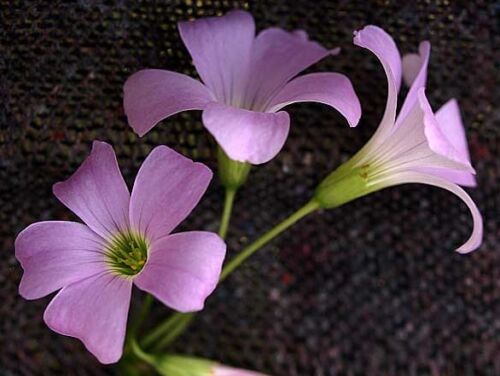 Versicolor Oxalis Bulbs Wood Sorrel Shamrock Perennial Growing Bonsai Roots Rhizomes Corms Tubers Potted Planting Reblooming Fragrant Garden Species Blooms Flower Seeds Plant Gardening
