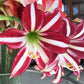 Santiago Amaryllis Hippeastrum Blooms Species Growing Bonsai Bulbs Roots Rhizomes Corms Tubers Potted Planting Reblooming Fragrant Garden Flower Seeds Plant  Size 12-16cm