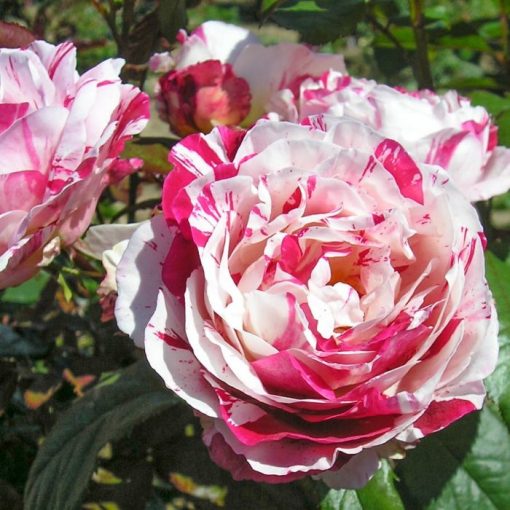 Scentimental Rose Seedlings Flower Seeds Perennial Growing Bonsai Corms Tubers Potted Planting Reblooming Fragrant Garden Roots Rhizomes Species Blooms Plant Bulbs Gardening Tree