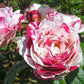 Scentimental Rose Seedlings Flower Seeds Perennial Growing Bonsai Corms Tubers Potted Planting Reblooming Fragrant Garden Roots Rhizomes Species Blooms Plant Bulbs Gardening Tree