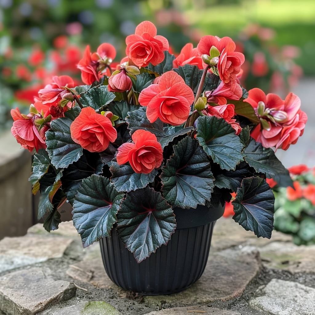 Mocca Cherry Begonia Seeds