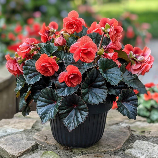 Mocca Cherry Begonia Seeds