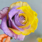 'Two-Color Glazed' Rose Seeds