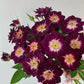 'Diamond Eye' Rose Seeds