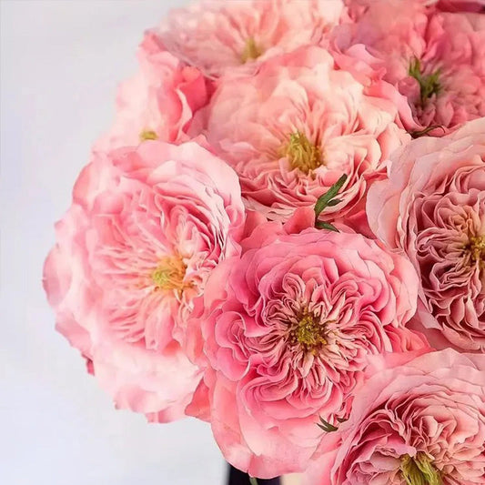 Mikoto Rose Seeds