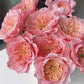 Mikoto Rose Seeds