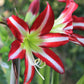 Santiago Amaryllis Hippeastrum Blooms Species Growing Bonsai Bulbs Roots Rhizomes Corms Tubers Potted Planting Reblooming Fragrant Garden Flower Seeds Plant  Size 12-16cm