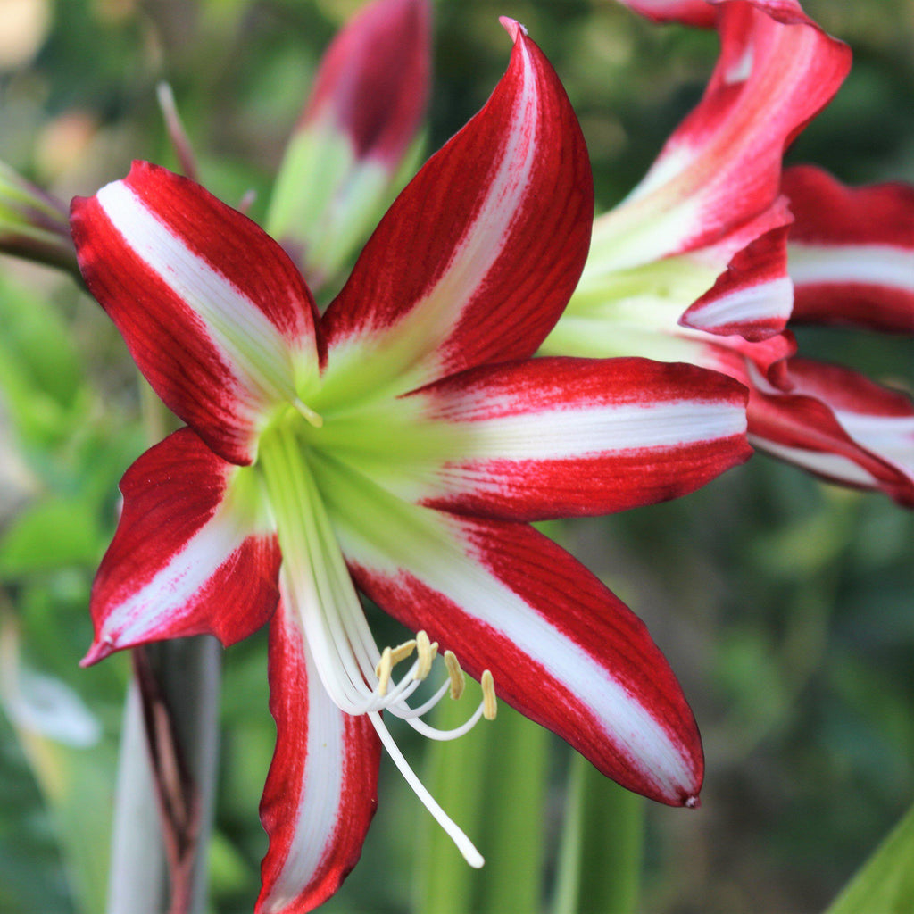Santiago Amaryllis Hippeastrum Blooms Species Growing Bonsai Bulbs Roots Rhizomes Corms Tubers Potted Planting Reblooming Fragrant Garden Flower Seeds Plant  Size 12-16cm