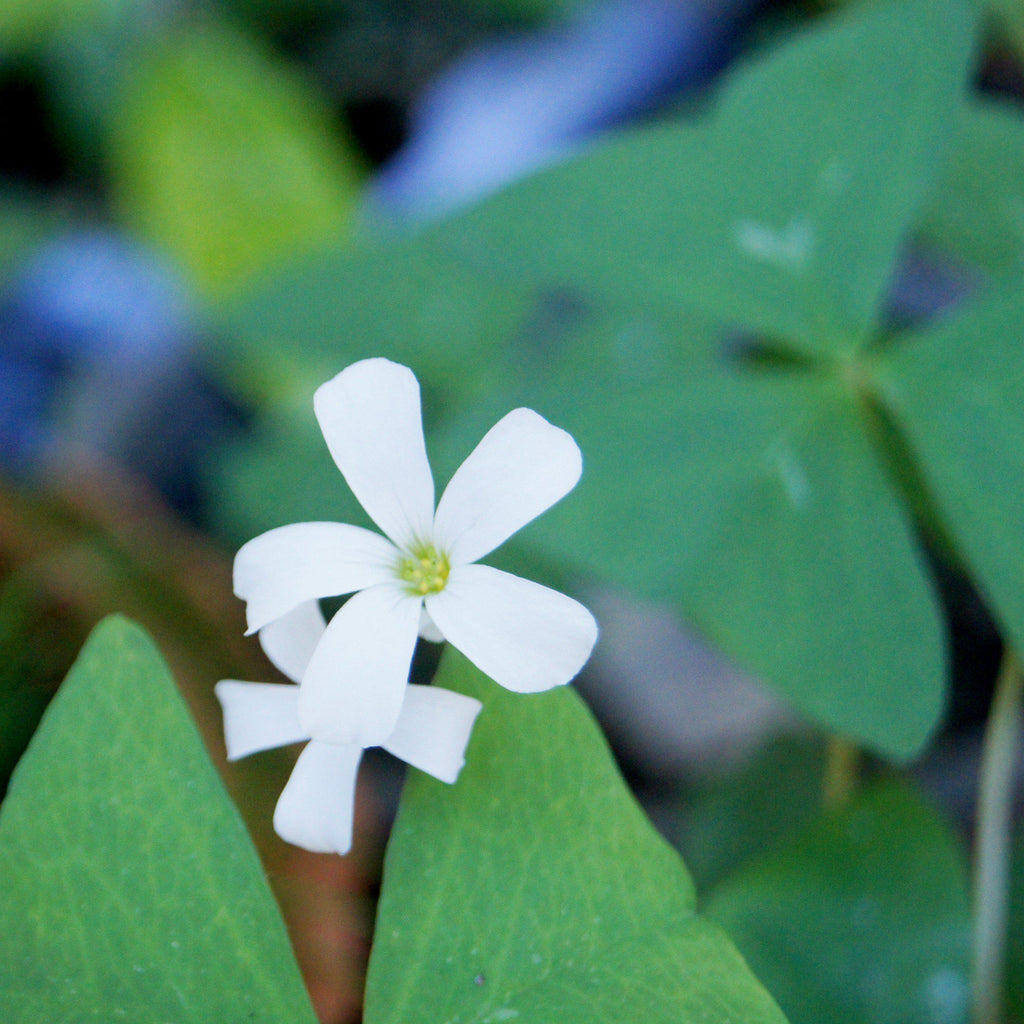 Seedsplant A007 Oxalis Regnellii Bulbs Wood Sorrel Shamrock Perennial Growing Bonsai Roots Rhizomes Corms Tubers Potted Planting Reblooming Fragrant Garden Species Blooms Flower Seeds Plant Gardening