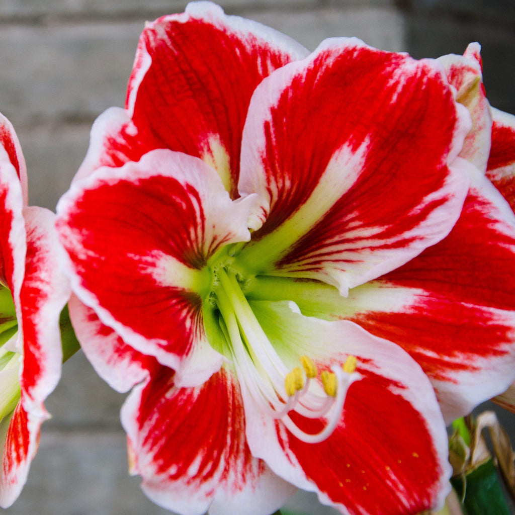 Samba Amaryllis Hippeastrum Blooms Species Growing Bonsai Bulbs Roots Rhizomes Corms Tubers Potted Planting Reblooming Fragrant Garden Flower Seeds Plant  Size 12-16cm