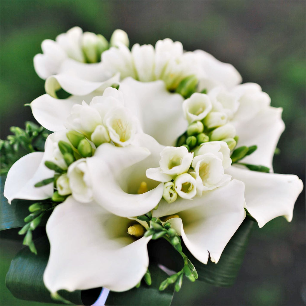 Single White Freesia Bulbs Growing Bonsai Roots Rhizomes Corms Tubers Potted Planting Reblooming Fragrant Garden Species Blooms Flower Seeds Plant Gardening