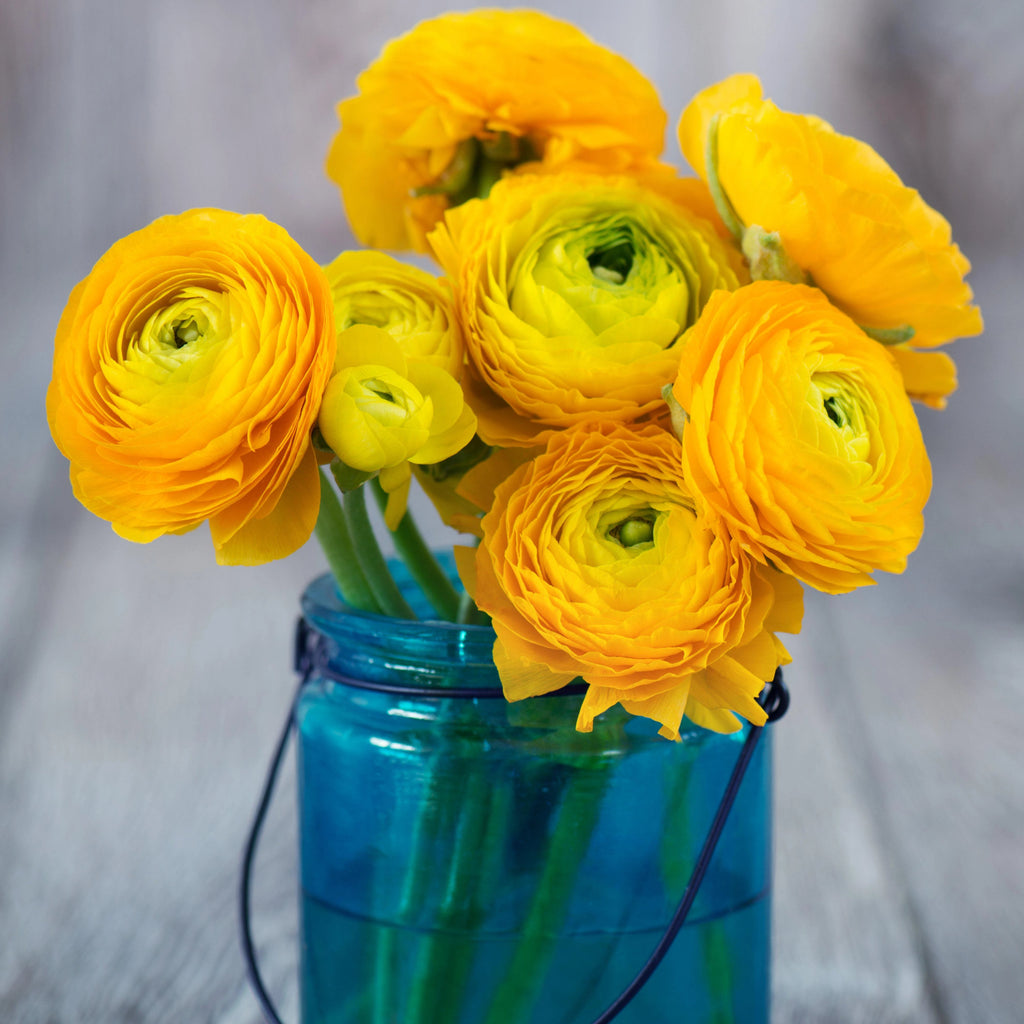 Yellow Ranunculus  Corms Bulbs Growing Bonsai Roots Rhizomes Tubers Potted Planting Reblooming Fragrant Garden Species Blooms Flower Seeds Plant Gardening