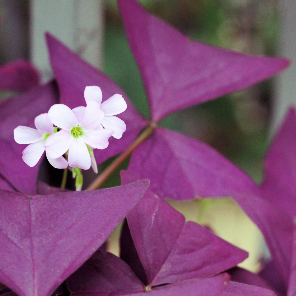 Seedsplant A009 Oxalis Mijke Bulbs Wood Sorrel Shamrock Perennial Growing Bonsai Roots Rhizomes Corms Tubers Potted Planting Reblooming Fragrant Garden Species Blooms Flower Seeds Plant Gardening