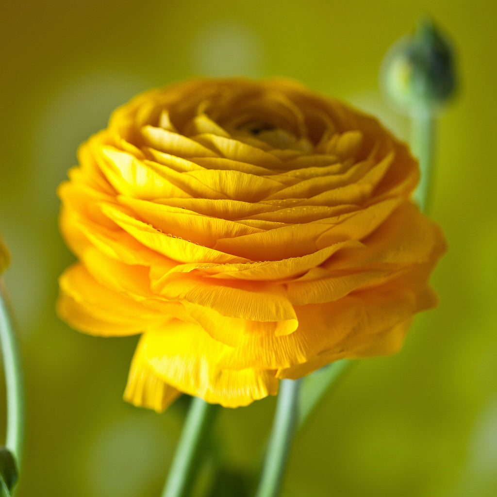 Yellow Ranunculus  Corms Bulbs Growing Bonsai Roots Rhizomes Tubers Potted Planting Reblooming Fragrant Garden Species Blooms Flower Seeds Plant Gardening